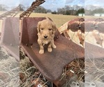 Small Photo #3 Goldendoodle Puppy For Sale in CEDAR HILL, TX, USA