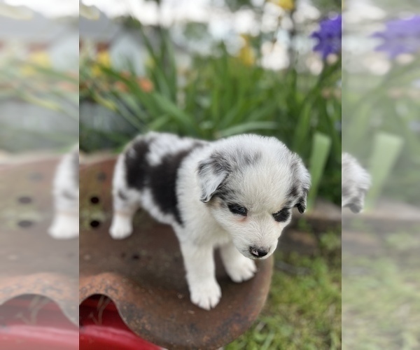 Medium Photo #3 Miniature Australian Shepherd Puppy For Sale in WEST PLAINS, MO, USA