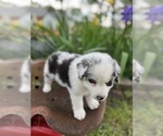 Small Photo #3 Miniature Australian Shepherd Puppy For Sale in WEST PLAINS, MO, USA