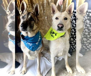 German Shepherd Dog Dogs for adoption in Kansas City, MO, USA