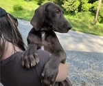 Small Photo #140 Great Dane Puppy For Sale in SPRAGGS, PA, USA