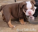 Small Photo #1 English Bulldog Puppy For Sale in GULF BREEZE, FL, USA