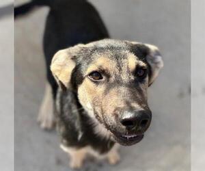 German Shepherd Dog Dogs for adoption in Tulsa, OK, USA
