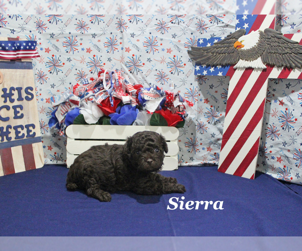 Medium Photo #5 Poodle (Toy) Puppy For Sale in CHANUTE, KS, USA