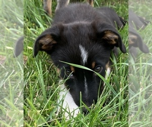 Australian Cattle Dog-Border Collie Mix Puppy for sale in HILLSBORO, WI, USA