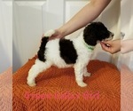 Small Photo #1 Poodle (Standard) Puppy For Sale in GREENVILLE, TX, USA