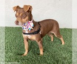 Small Photo #2 Miniature Pinscher-Unknown Mix Puppy For Sale in San Diego, CA, USA