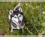 Small #3 Siberian Husky Mix