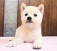 Small Photo #16 Shiba Inu Puppy For Sale in SAN FRANCISCO, CA, USA