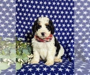 Miniature Bernedoodle Puppy for sale in OXFORD, PA, USA
