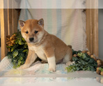 Small #2 Shiba Inu