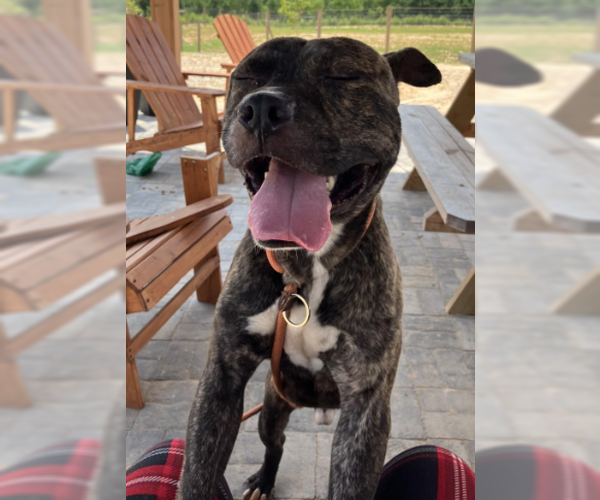 Medium Photo #2 American Staffordshire Terrier-Unknown Mix Puppy For Sale in Decatur, GA, USA