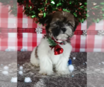 Small Photo #1 Zuchon Puppy For Sale in FREDERICKSBURG, OH, USA