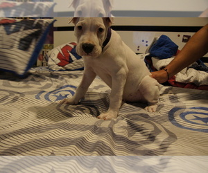 Dogo Argentino Puppy for sale in MISSION, TX, USA