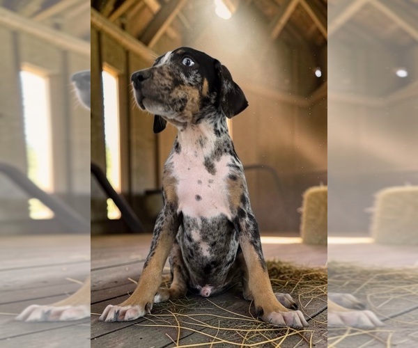 Medium Photo #10 Catahoula Leopard Dog Puppy For Sale in CUMBY, TX, USA