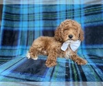 Small #7 Cockapoo (Miniature)