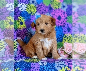 Double Doodle Puppy for sale in NOTTINGHAM, PA, USA