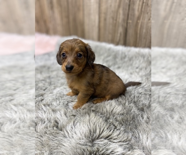 Medium Photo #1 Dachshund Puppy For Sale in MYRTLE, MO, USA