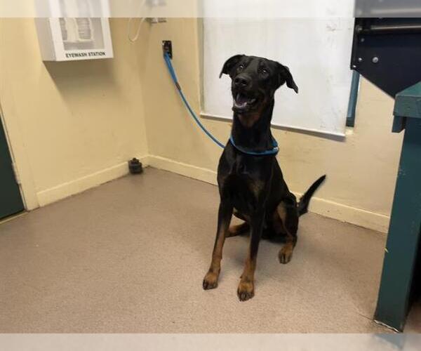Medium Photo #1 Doberman Pinscher-Unknown Mix Puppy For Sale in Pasadena, CA, USA