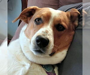 Basset Hound-Unknown Mix Dogs for adoption in Deepwater, NJ, USA