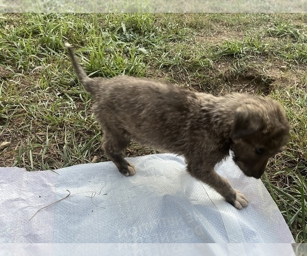 Medium Photo #2 Irish Wolfhound Puppy For Sale in OWOSSO, MI, USA