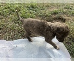 Small Photo #2 Irish Wolfhound Puppy For Sale in OWOSSO, MI, USA