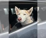 VAL - Female Siberian Husky Dog for Adoption - Small photo