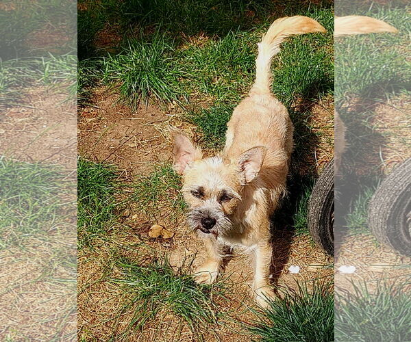 Medium Photo #2 Cairn Terrier Puppy For Sale in Arlington, WA, USA