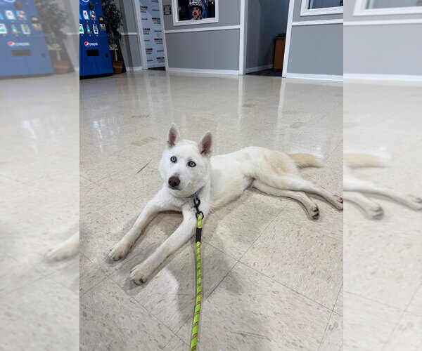 Medium Photo #3 Siberian Husky Puppy For Sale in Pierceton , IN, USA