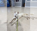 Small #2 Siberian Husky