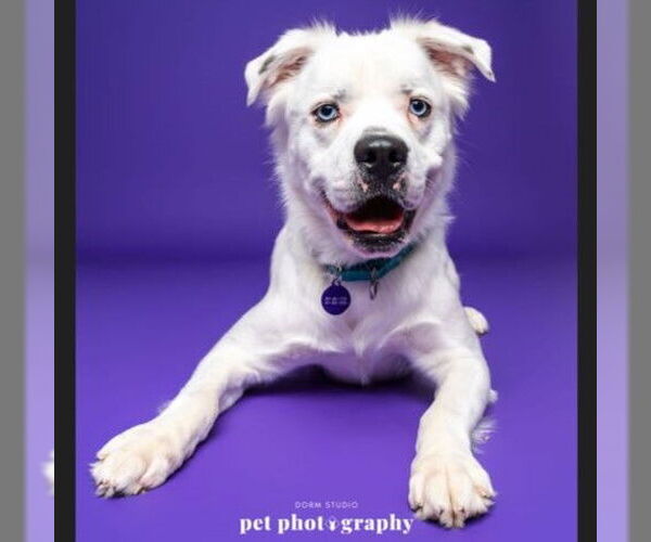 Medium Photo #7 Great Pyrenees-Unknown Mix Puppy For Sale in Fargo, ND, USA