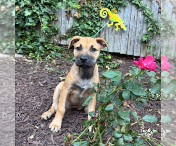 Medium Photo #8 Mutt Puppy For Sale in Washington, DC, USA