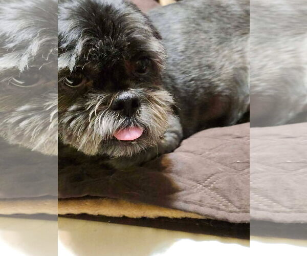 Medium Photo #4 Shih Tzu Puppy For Sale in Alexander, AR, USA