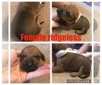 Small Photo #7 Rhodesian Ridgeback Puppy For Sale in LEFORS, TX, USA