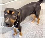 Small #1 Labrador Retriever Mix