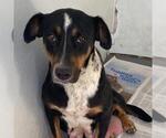 Small #3 Labrador Retriever Mix