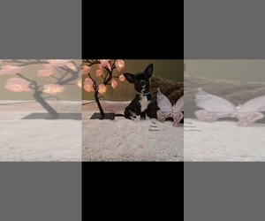Chihuahua Puppy for sale in CRAFTON, PA, USA
