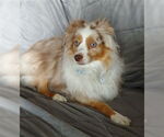 Small Australian Shepherd