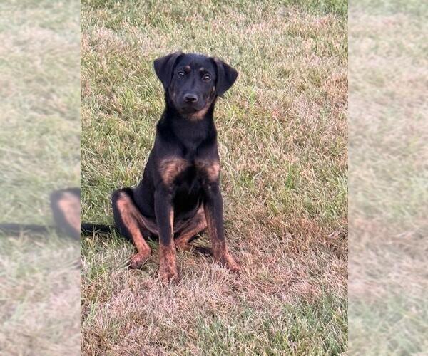 Medium Photo #3 Mutt Puppy For Sale in Genesee, WI, USA