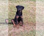 Small #2 Mutt