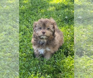 Havanese Puppy for sale in CANOGA, NY, USA