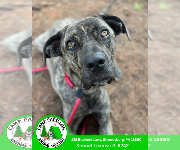 Medium Photo #3 Mutt Puppy For Sale in Stroudsburg, PA, USA