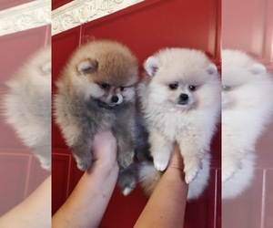 Pomeranian Puppy for sale in MIAMI, FL, USA