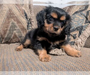 Cavalier King Charles Spaniel-Miniature Australian Shepherd Mix Puppy for Sale in SCIO, Oregon USA
