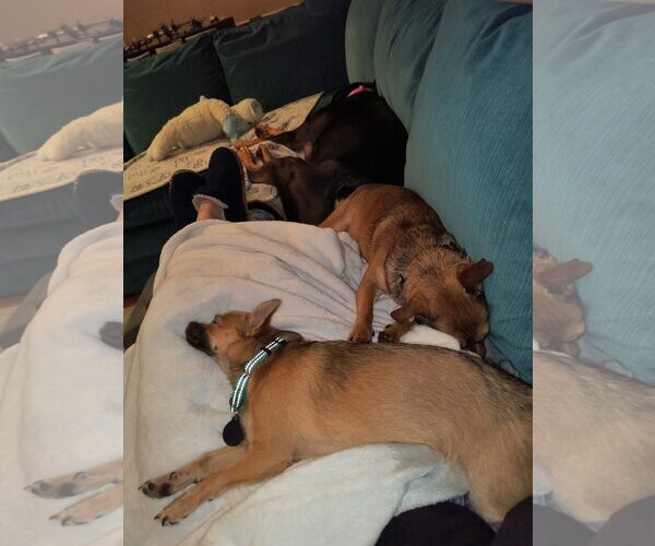 Medium Photo #4 Chihuahua-Unknown Mix Puppy For Sale in Rochester, NY, USA