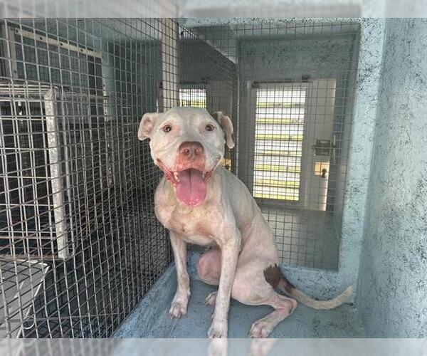Medium Photo #1 American Pit Bull Terrier Puppy For Sale in Ocala, FL, USA