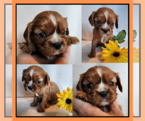 Cavalier King Charles Spaniel Puppy for sale in LOGAN, UT, USA