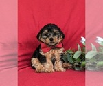 Small Photo #4 YorkiePoo Puppy For Sale in LINCOLN UNIVERSITY, PA, USA