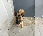 Small Siberian Husky Mix