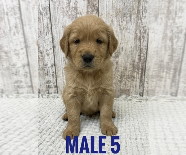 Medium Photo #1 Golden Retriever Puppy For Sale in PEEBLES, OH, USA